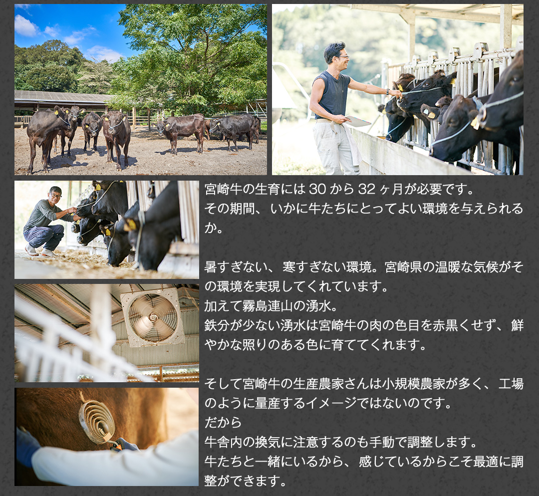 ミートインフォメーション 宮崎牛 旨い理由